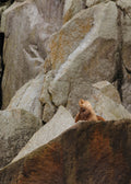 Steller Sea Lion on Rocks