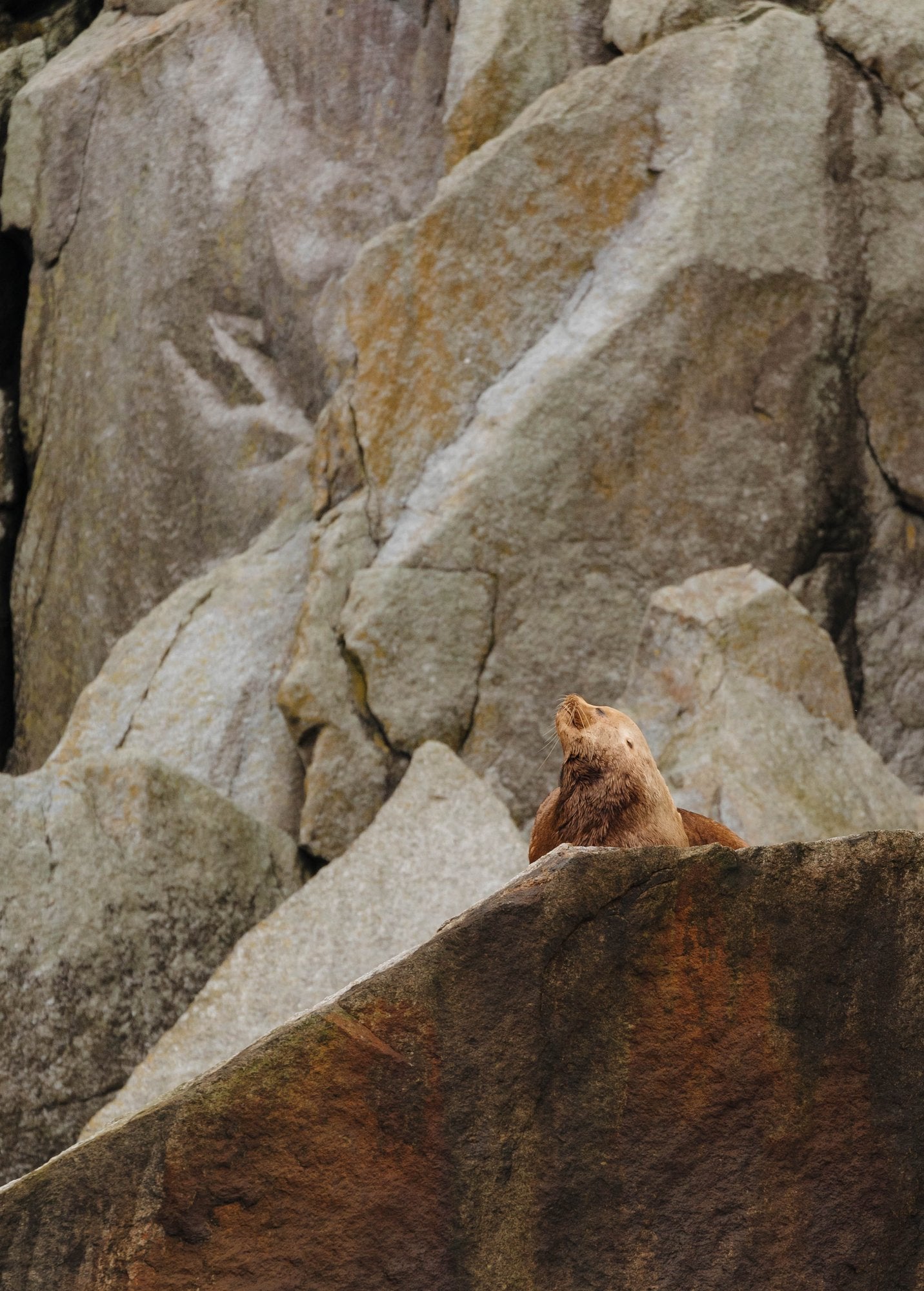 Steller Sea Lion on Rocks