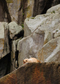 Sea Lion and Puffins on Rocks