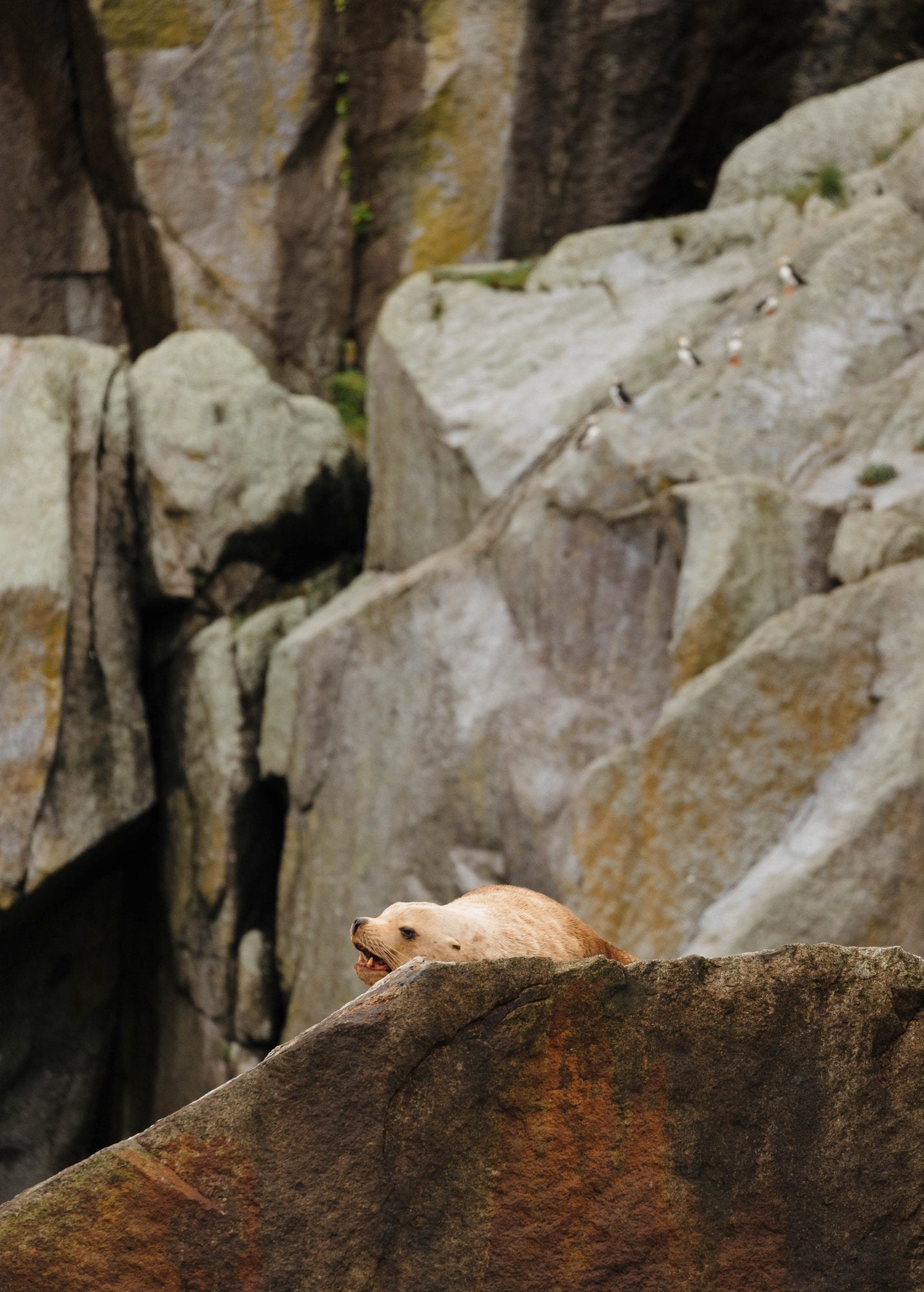 Sea Lion and Puffins on Rocks