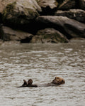 Sea Otter Floating on Back