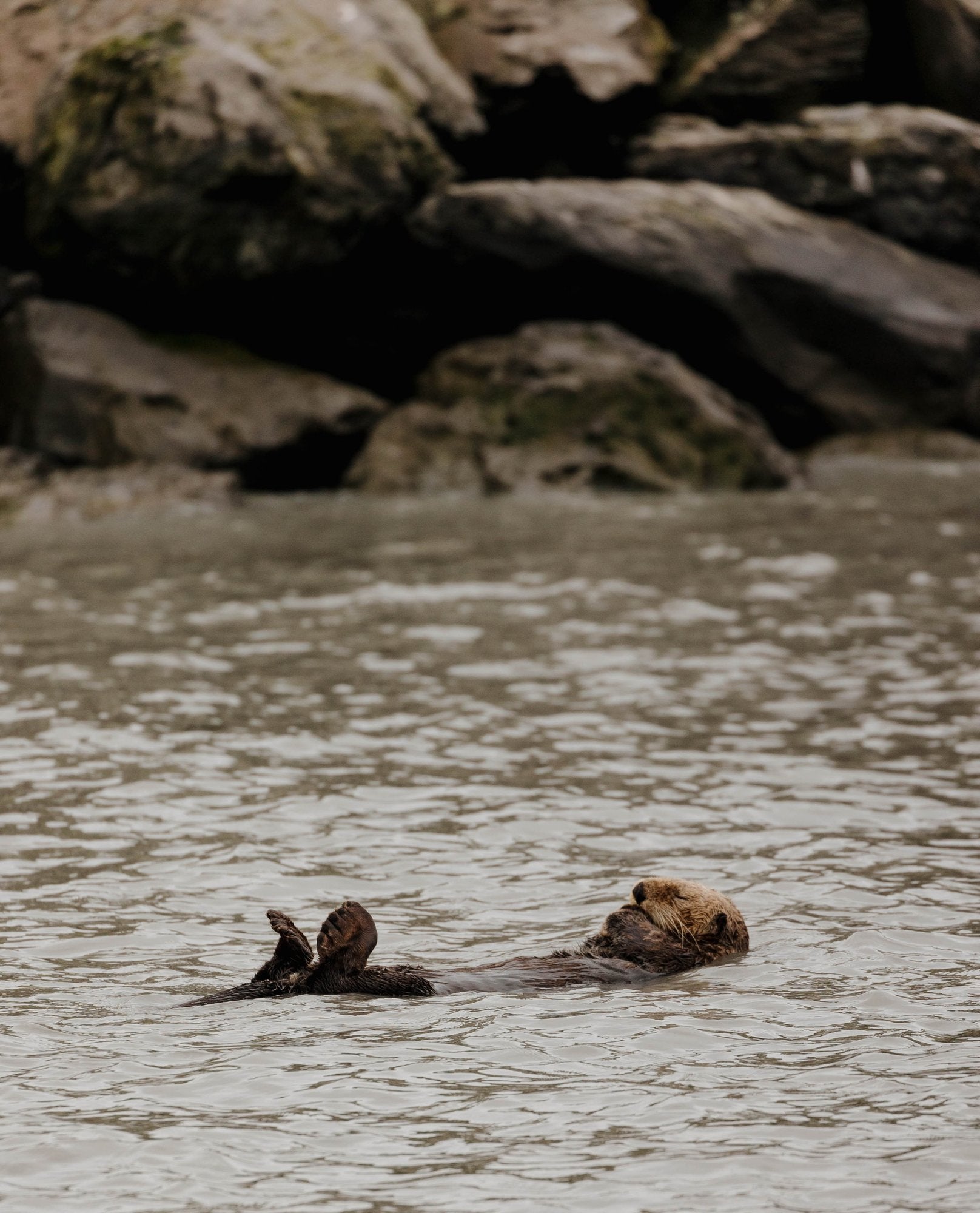 Sea Otter Floating on Back