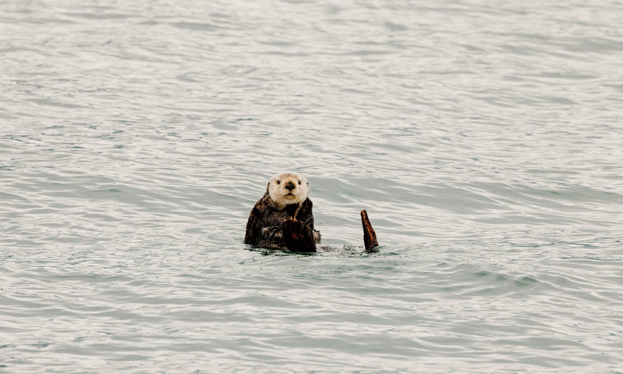 Sea Otter Looking at Camera