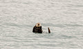 Sea Otter Looking at Camera