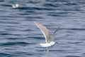 Seagull in Flight I