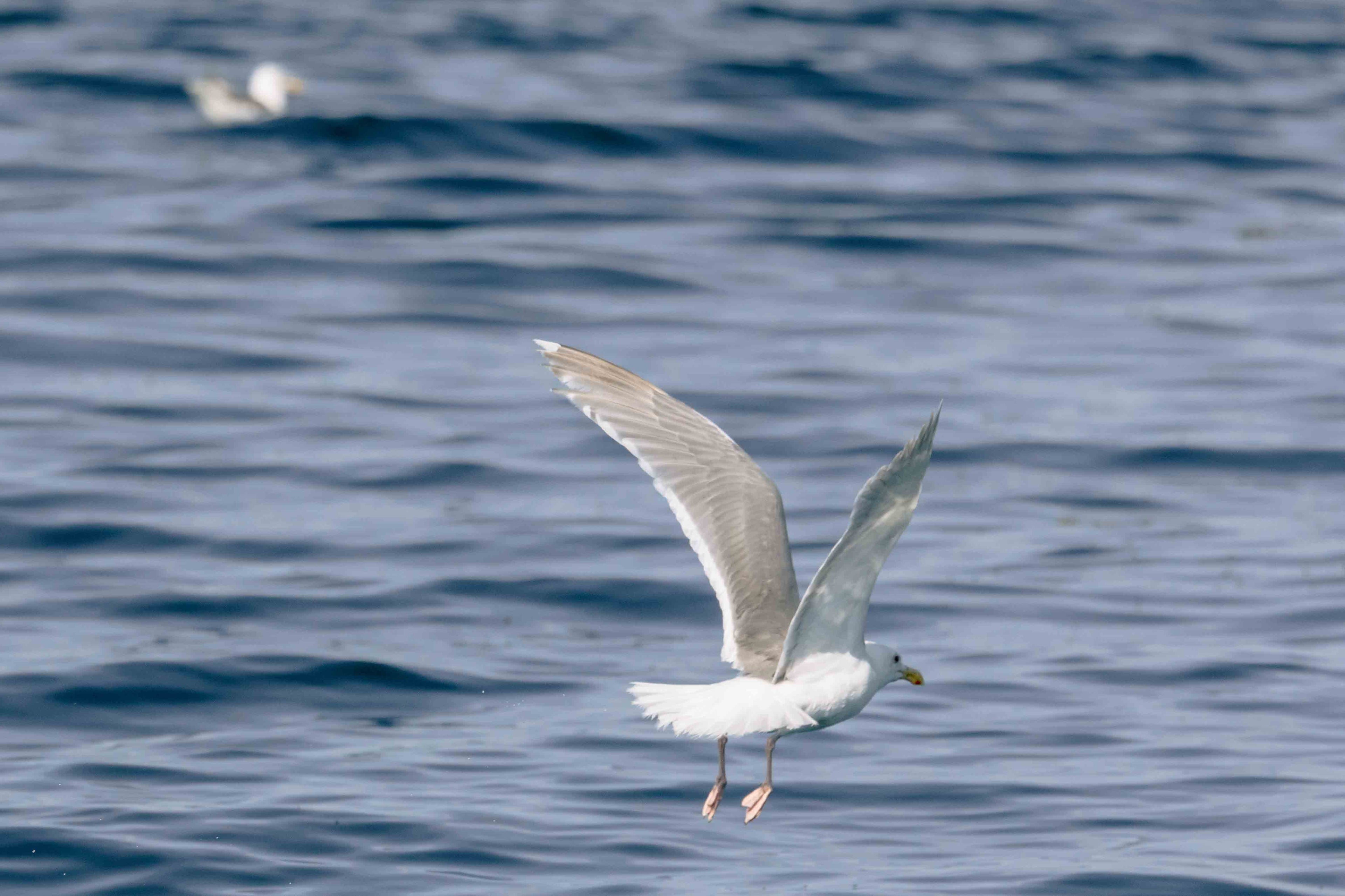 Seagull in Flight I