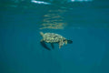 Sea Turtle