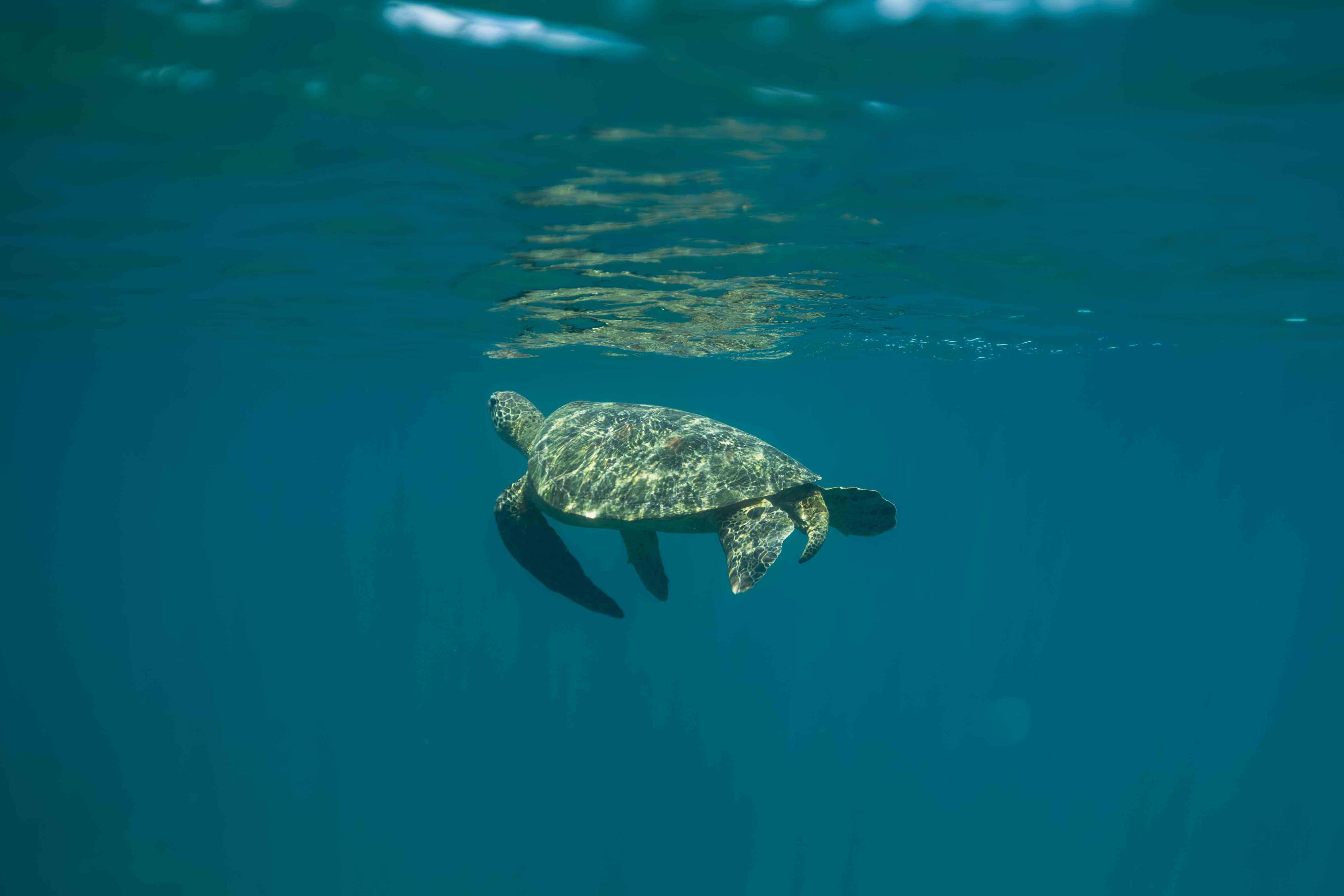Sea Turtle