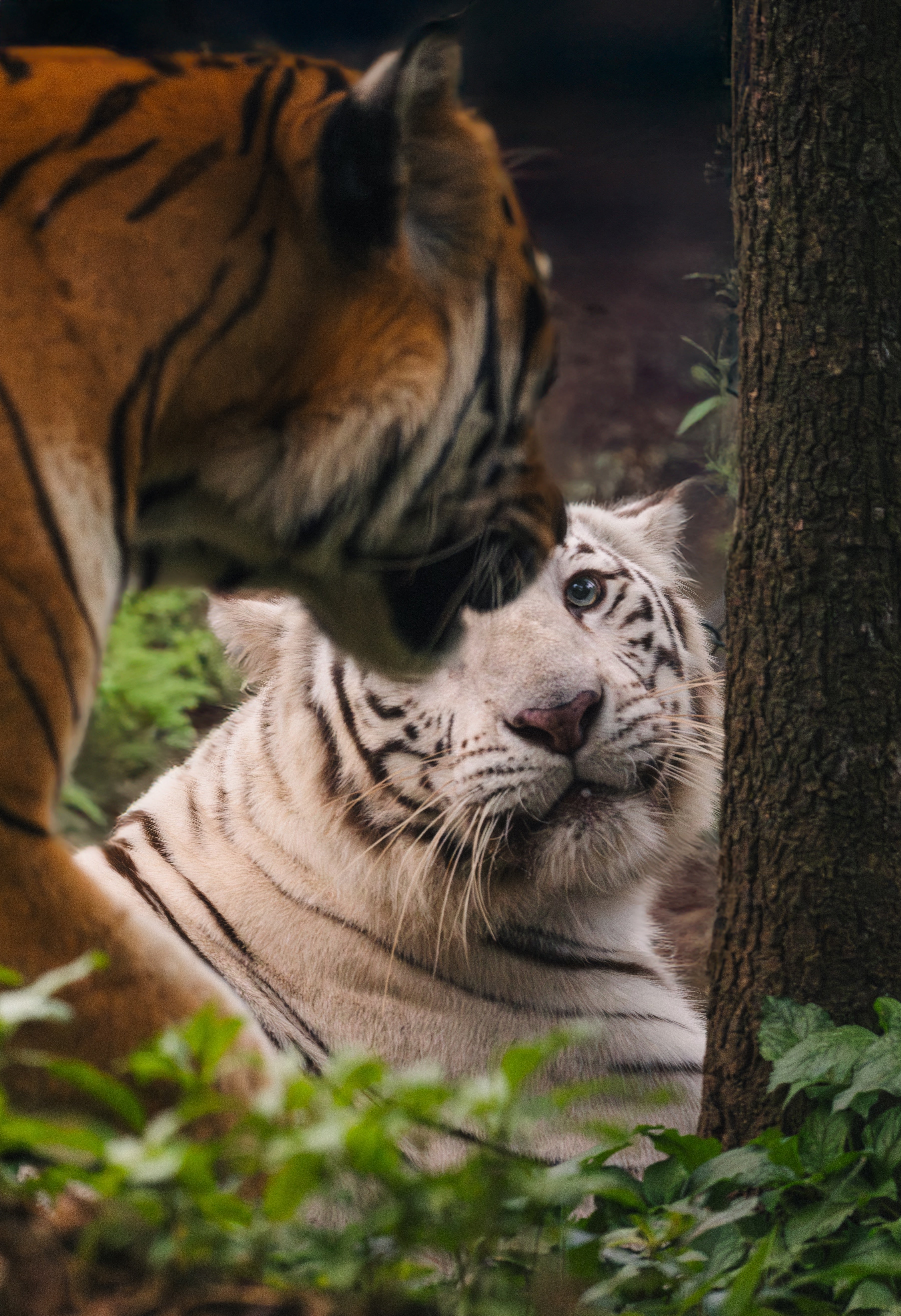 White Tiger & Bengal